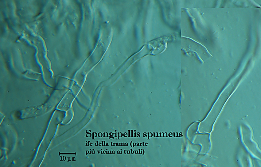 Spongipellis spumeus (Sowerby) Pat.